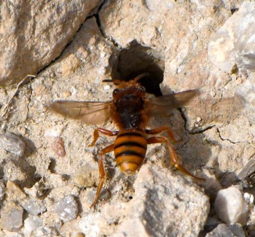 Réf. 247 507 : Nomada agrestis